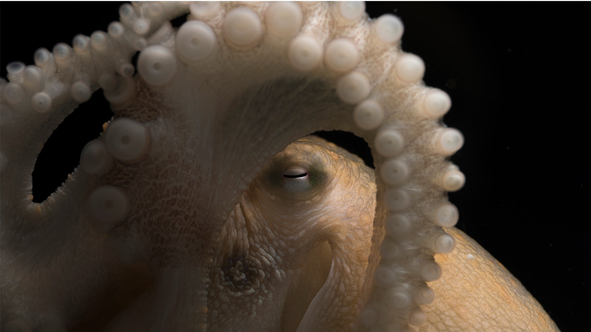 Octopuses Redesign Their Own Brain When They Get Chilly Scientific